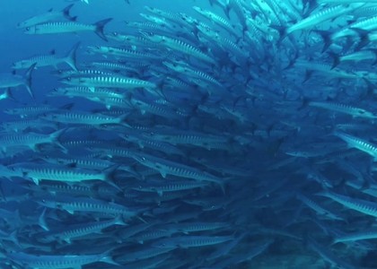 Pulau Sipadan Island, Malaysia | aquasport.tv