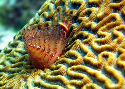 Roatan, Honduras | aquasport.tv