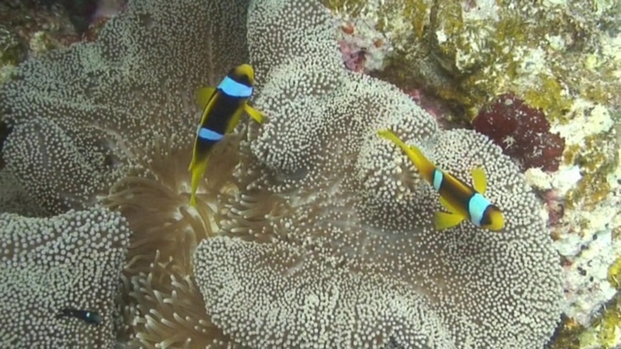 Rocky Island and Daedalus Reef, Egypt | aquasport.tv