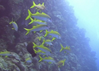 Rotes Meer | aquasport.tv