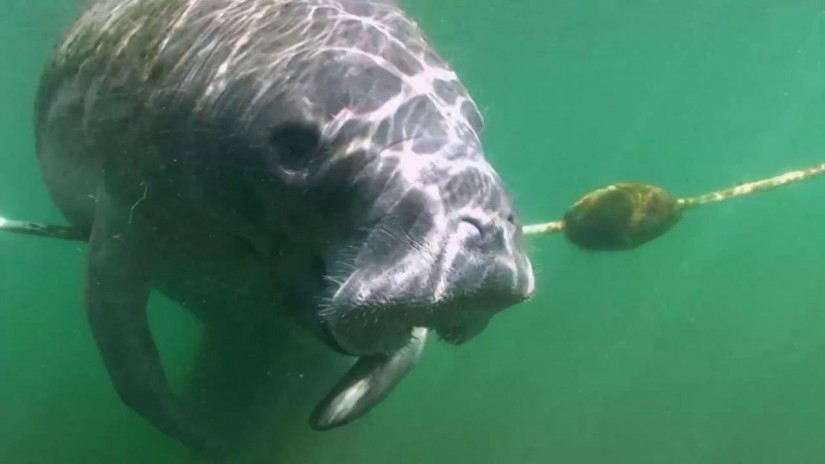 Manatees | aquasport.tv