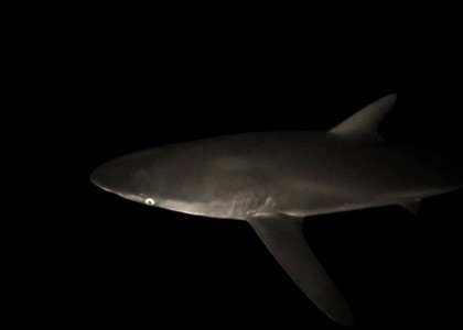 Snorkeling with a white shark | aquasport.tv