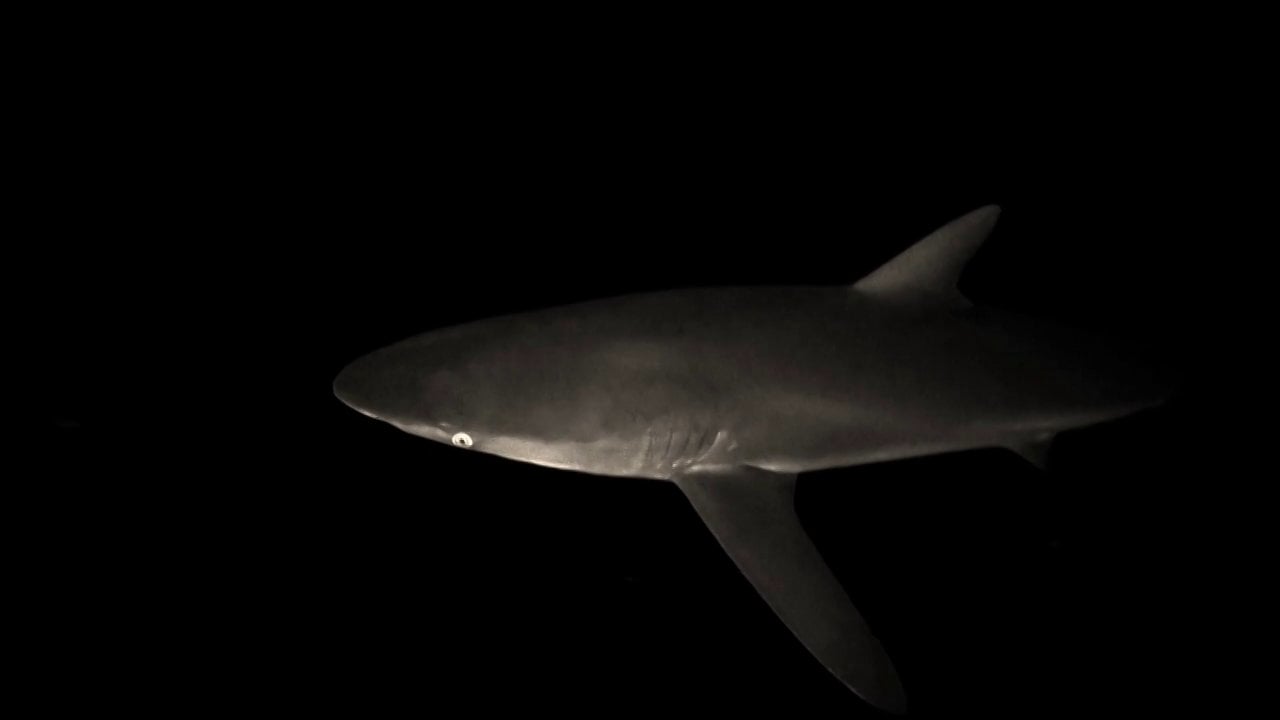 Snorkeling with a white shark | aquasport.tv