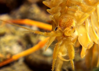 Diving in Baikal in summer | aquasport.tv