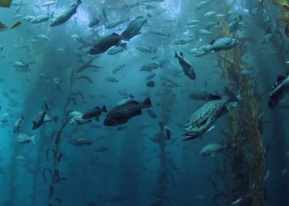 Diving in California (Channel Islands and Monterey Bay) | aquasport.tv