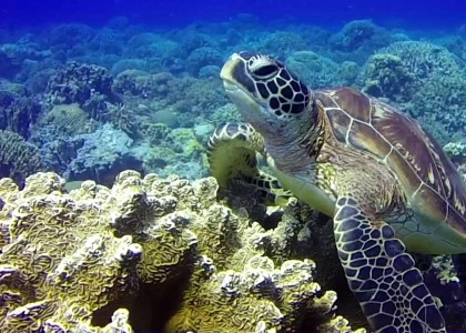 Tauchgang in Apo Island und Dauin, Phlippinen | aquasport.tv