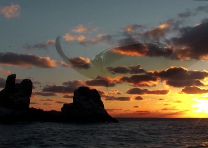 Dive near Revillagigedo Islands | aquasport.tv