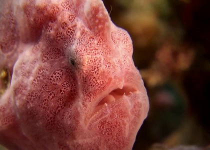 Deep underwater at Anilao | aquasport.tv