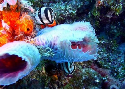 Diving Open Water in Cozumel, Mexico | aquasport.tv