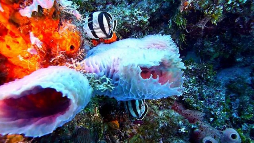 Diving Open Water in Cozumel, Mexico | aquasport.tv