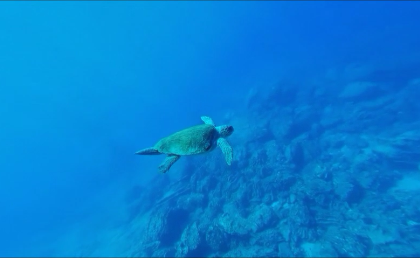 Sea Turtle near Luzon, Philippines | aquasport.tv