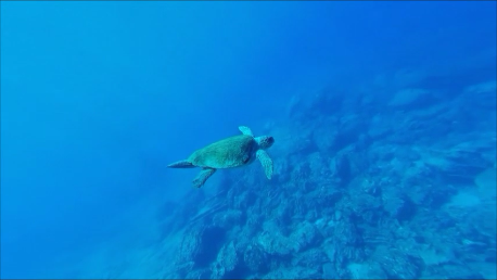 Sea Turtle near Luzon, Philippines
