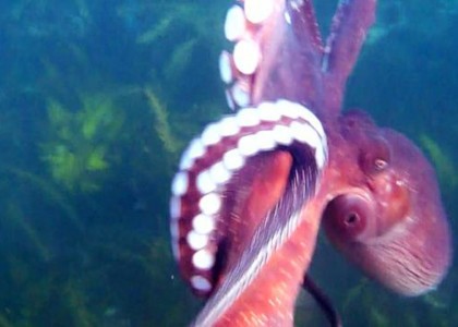 Criminal squid | aquasport.tv