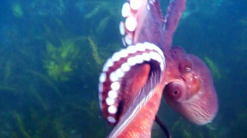 Criminal squid | aquasport.tv