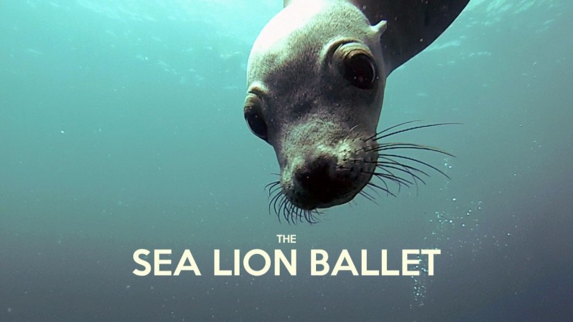 Seehunf Ballet | aquasport.tv