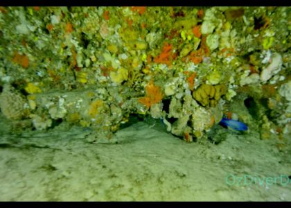 Devils Nursery | aquasport.tv