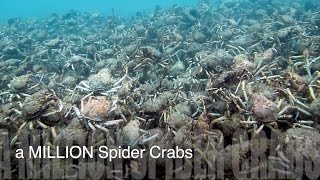A MILLION Spider Crabs Blairgowrie Pier Australia | aquasport.tv