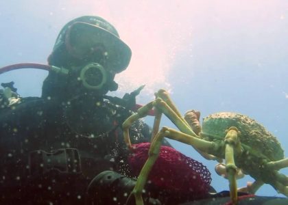 GIANT Spider Crab Gives Scuba Diver CREEPY Hug | aquasport.tv