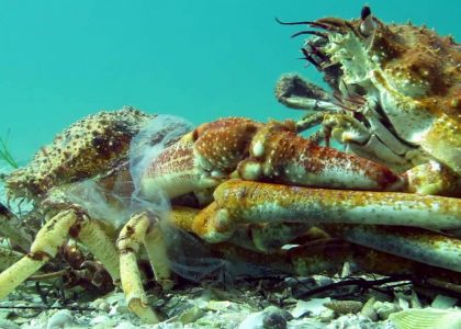 Insane Timelapse Footage of Molting Giant Spider Crab Blairgowrie Australia 2016 | aquasport.tv