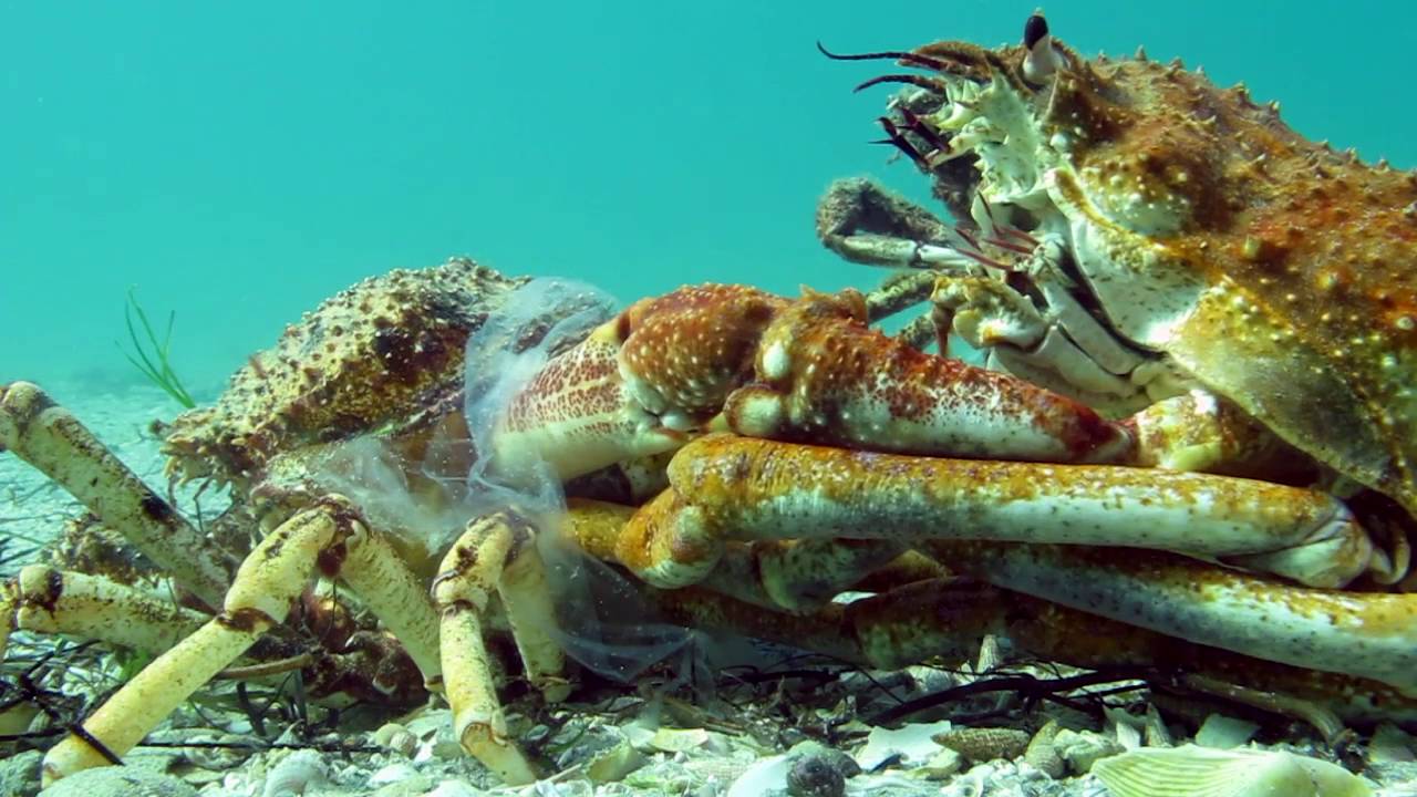 Insane Timelapse Footage of Molting Giant Spider Crab Blairgowrie Australia 2016