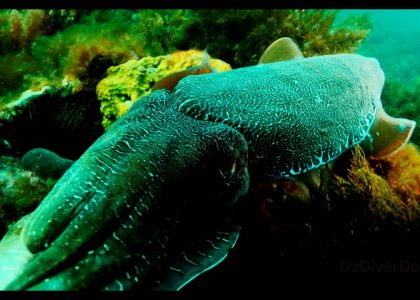 Cuttlefish Courting | aquasport.tv