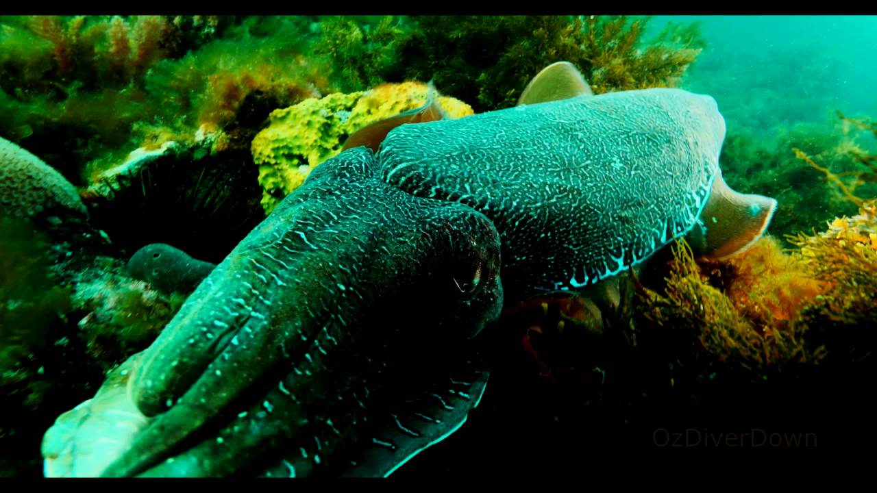 Cuttlefish Courting | aquasport.tv