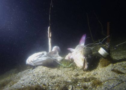 Dinner Dance | aquasport.tv