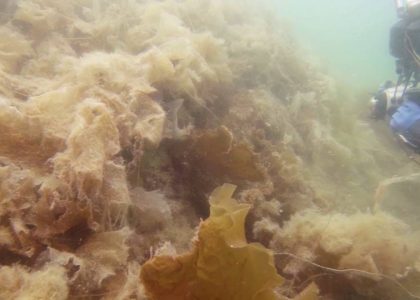 Krotti puraisi minua :D | aquasport.tv