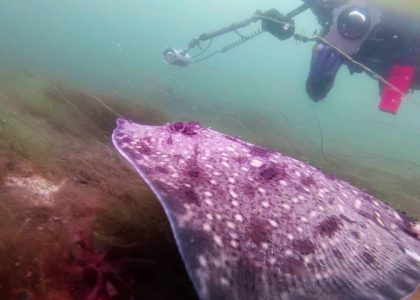 Rauskun lento | aquasport.tv