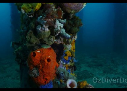 Tumby Bay Pylons | aquasport.tv