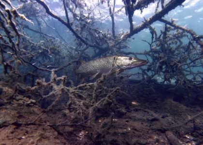 Lake Valkiajärvi Aquarium 2 | aquasport.tv