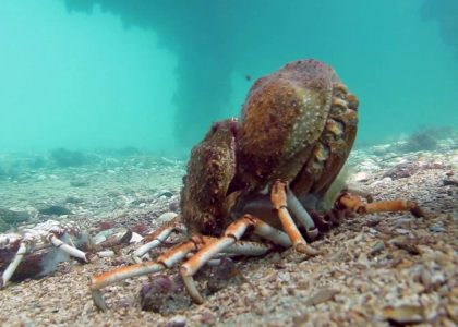 Spider Crab Molting Before Being Eaten by Stingray (muted) | aquasport.tv