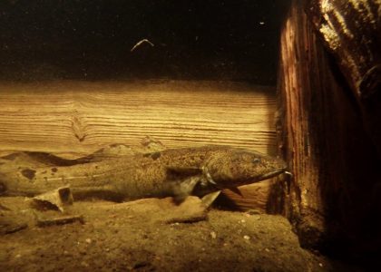 Divers night 2016 Imatra | aquasport.tv