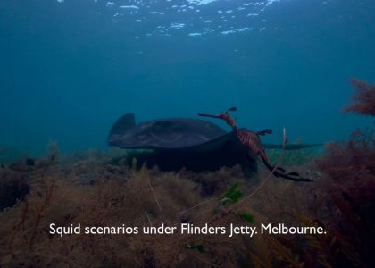 Squid Scenario at Flinders | aquasport.tv