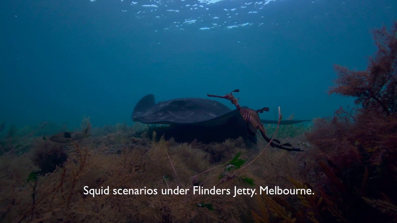 Squid Scenario at Flinders | aquasport.tv