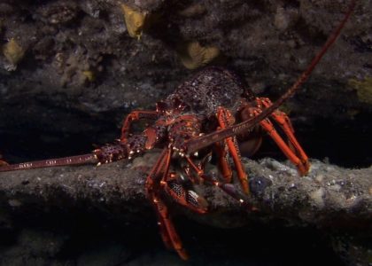Crayfish dive | aquasport.tv