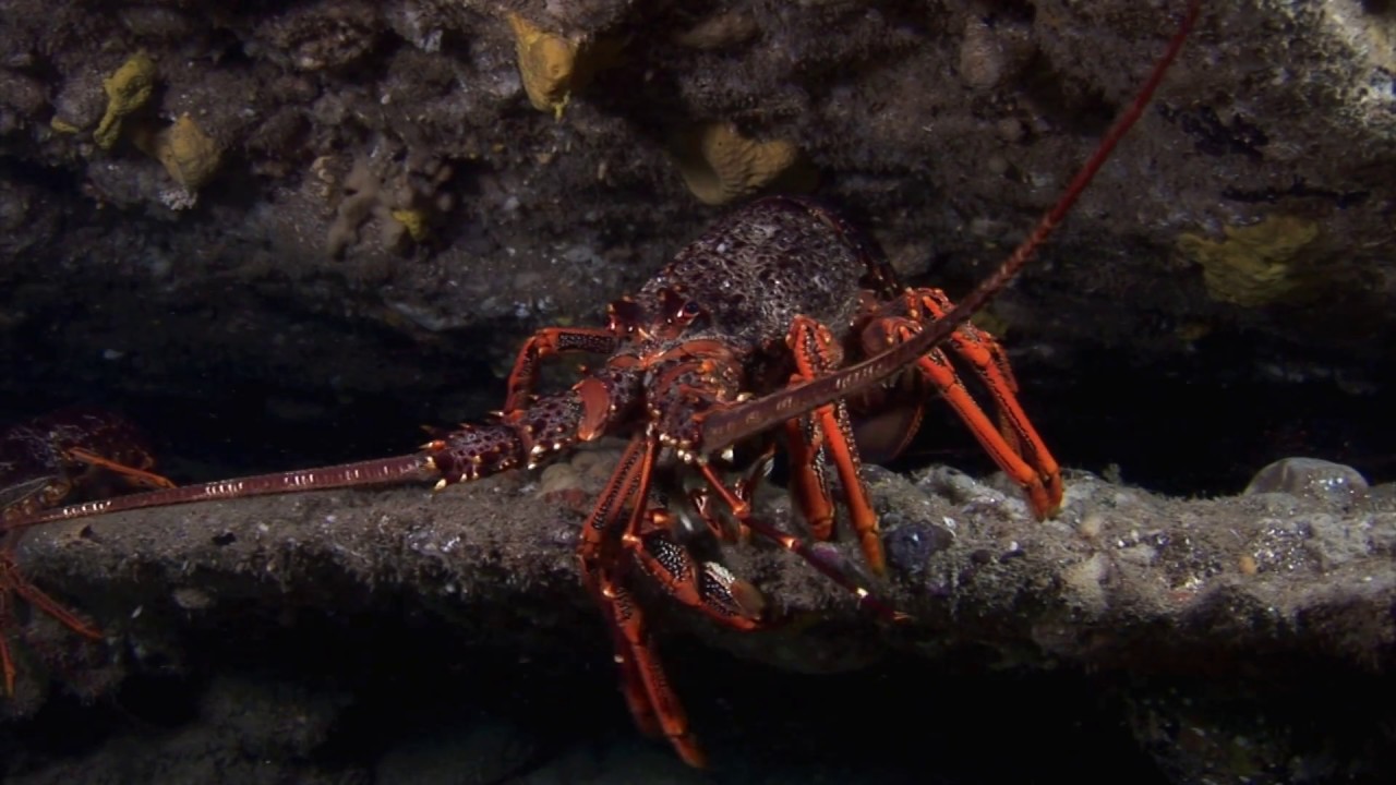 Crayfish dive