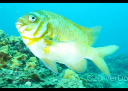 Seacliff Reef | aquasport.tv