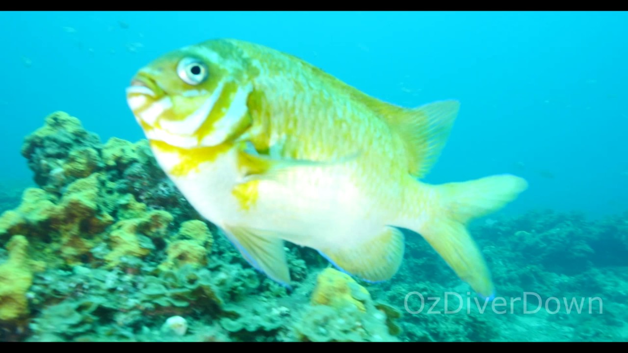 Seacliff Reef | aquasport.tv