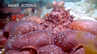 ANGRY HUNGRY AMAZING OCTOPUS