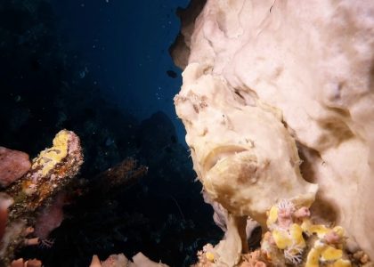 Bunaken Turtles World quick edition | aquasport.tv