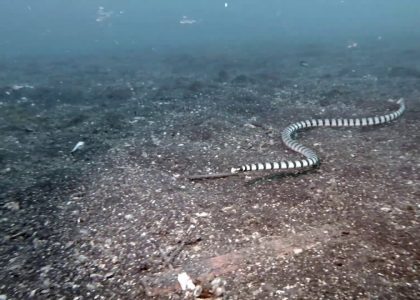 Sea snake laticauda attack scuba diver | aquasport.tv