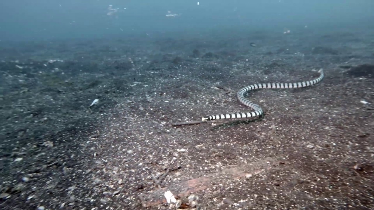 Sea snake laticauda attack scuba diver