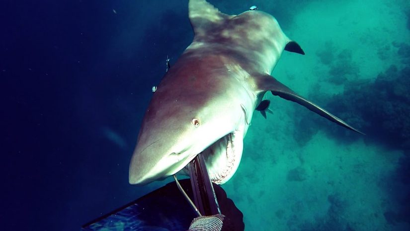 Shark Attack - Bullshark Attacks Spearfisherman | aquasport.tv