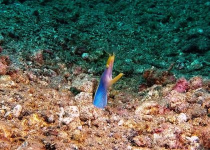 Opera of ribbon eel "SOUND ON" | aquasport.tv