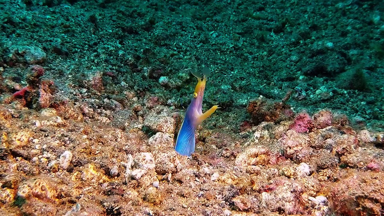 Opera of ribbon eel "SOUND ON" | aquasport.tv