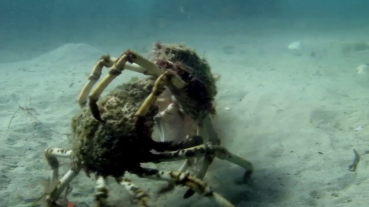 EPIC CRAB BATTLE!!!! SPIDER CRABS WRESTLING aquasport.tv