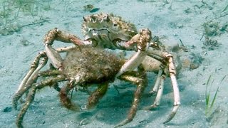 TAXI CRAB Spider Crab Mating Pair