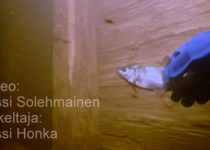 Roach - Rutilus Rutilus - Spawning | aquasport.tv