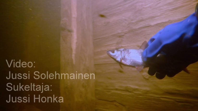 Roach - Rutilus Rutilus - Spawning | aquasport.tv